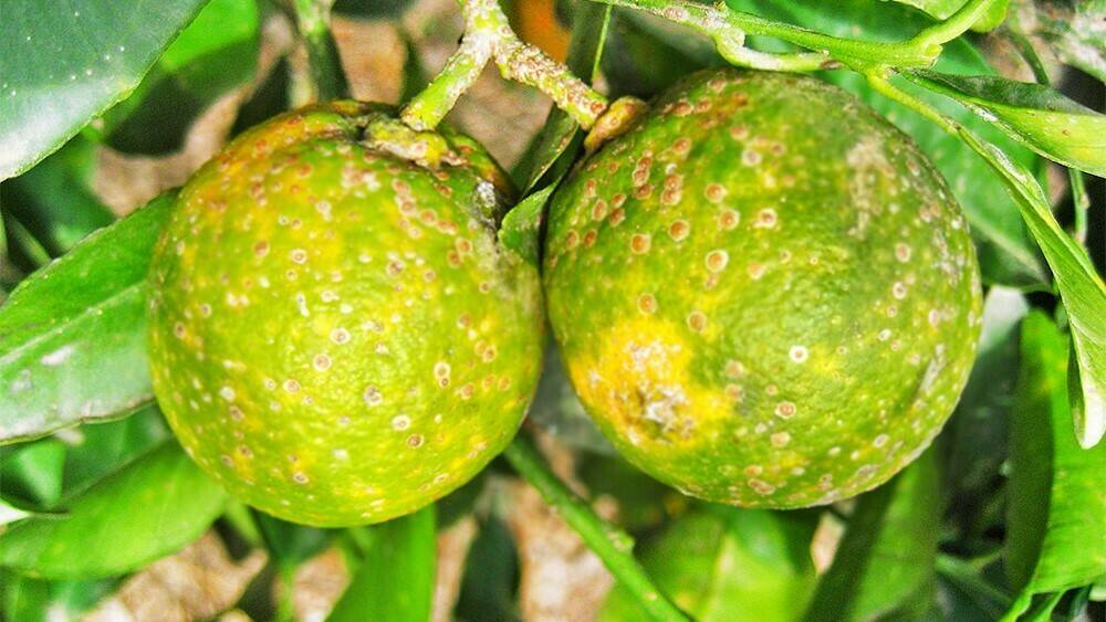 ivia-control-vector-greening-citricos|ivia-control-vector-greening-citricos